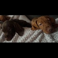 Hungarian Vizsla - Both