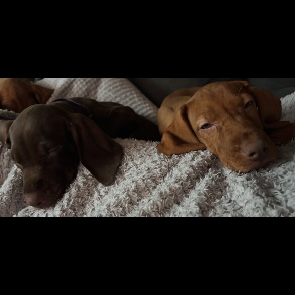 Hungarian Vizsla - Both