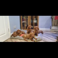 Hungarian Vizsla - Both