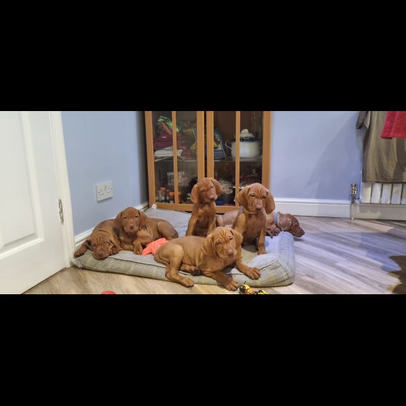 Hungarian Vizsla - Both