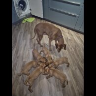 Hungarian Vizsla - Both
