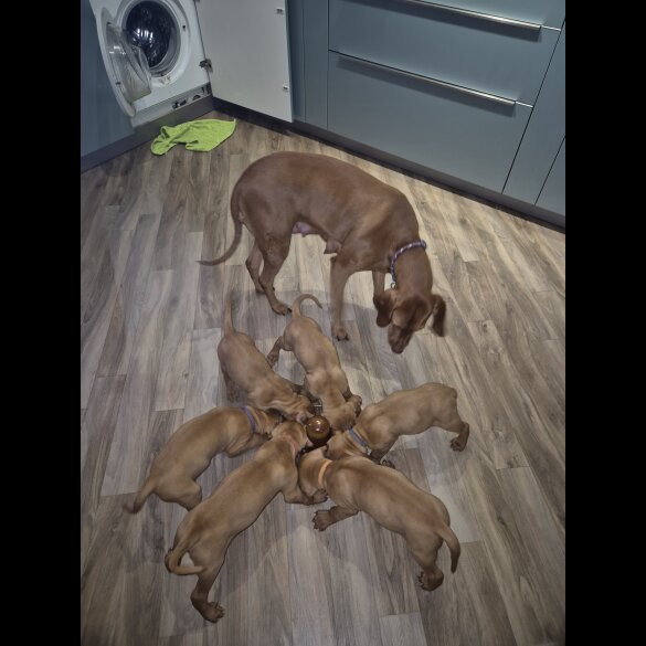 Hungarian Vizsla - Both