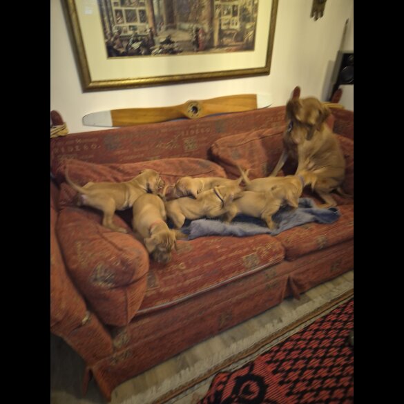 Hungarian Vizsla - Both