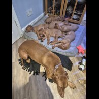 Hungarian Vizsla - Both