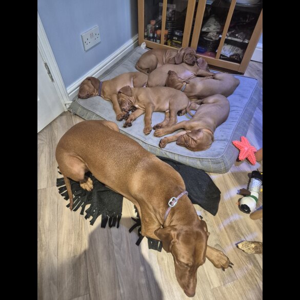 Hungarian Vizsla - Both