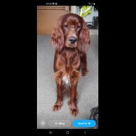Irish Red and White Setter - Dogs