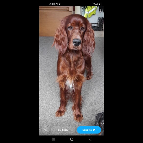 Irish Red and White Setter - Dogs
