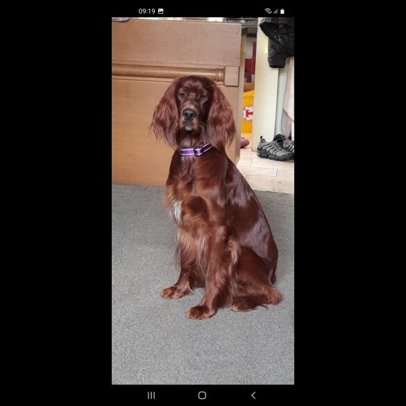 Irish Red and White Setter - Dogs