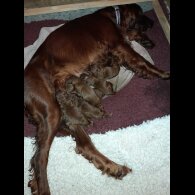 Irish Red and White Setter - Dogs