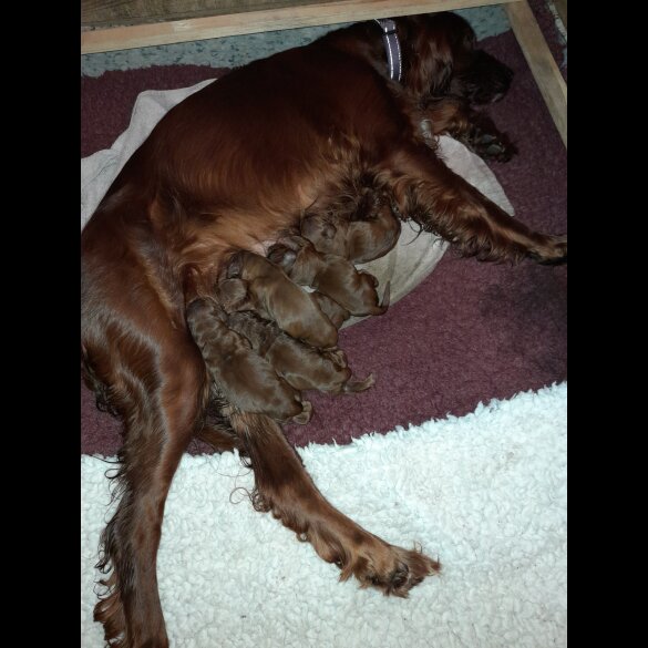 Irish Red and White Setter - Dogs