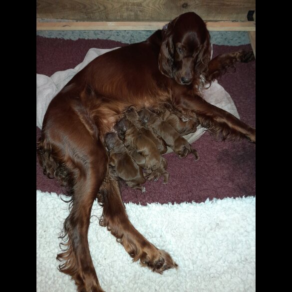 Irish Red and White Setter - Dogs