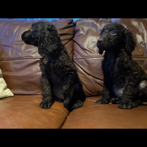 Irish Water Spaniel - Both