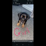 Dachshund (Standard &amp; Miniature) - Both