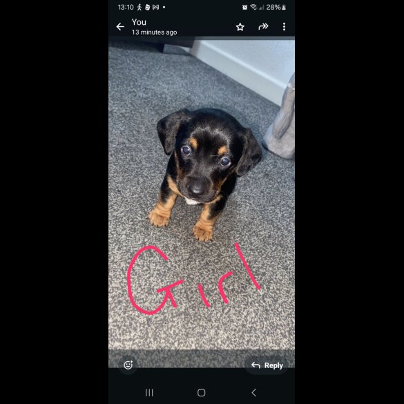 Dachshund (Standard &amp; Miniature) - Both