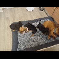 Dachshund (Standard &amp; Miniature) - Both
