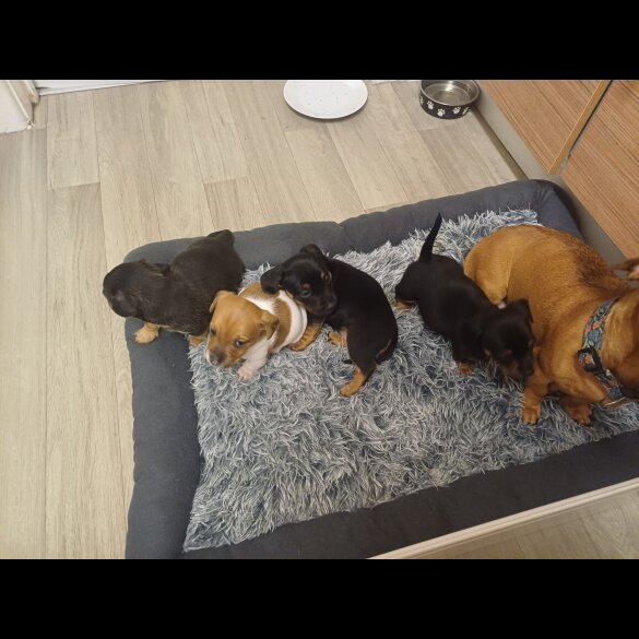 Dachshund (Standard &amp; Miniature) - Both