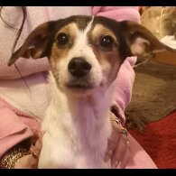 Jack Russell - Dogs