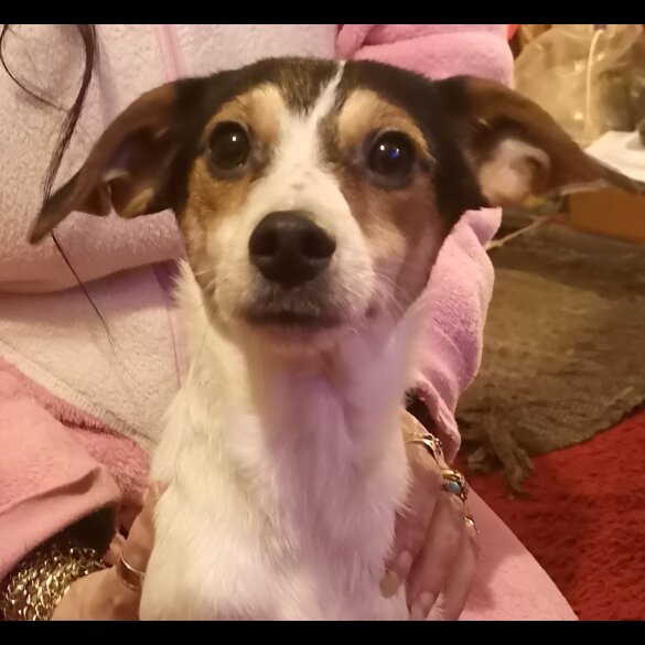 Jack Russell - Dogs