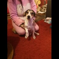 Jack Russell - Dogs