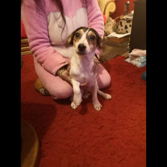 Jack Russell - Dogs