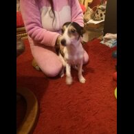 Jack Russell - Dogs