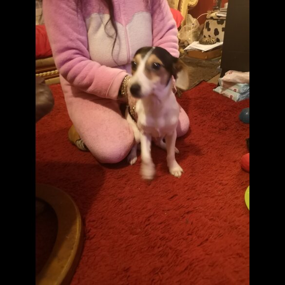 Jack Russell - Dogs