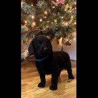 Labradoodle - Both