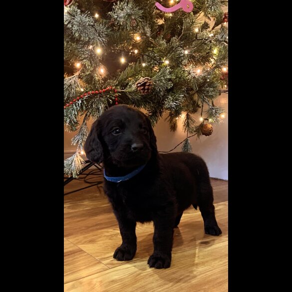 Labradoodle - Both