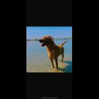 Labradoodle - Both