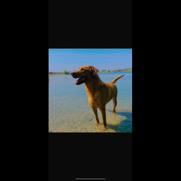 Labradoodle - Both