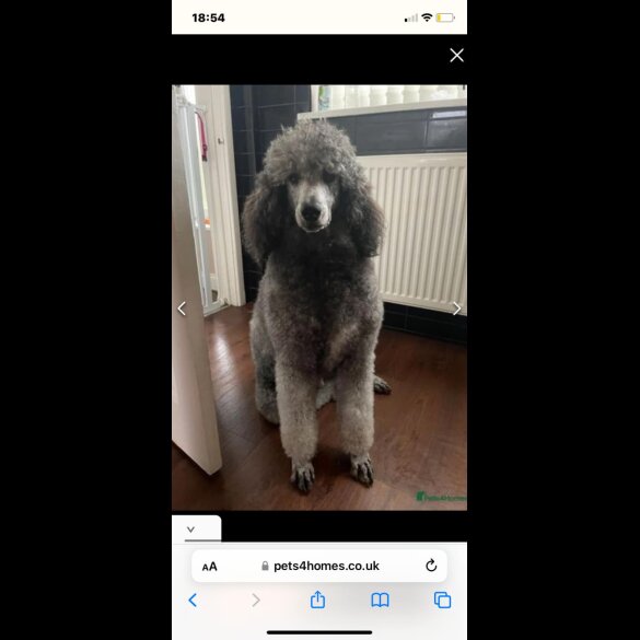 Labradoodle - Both