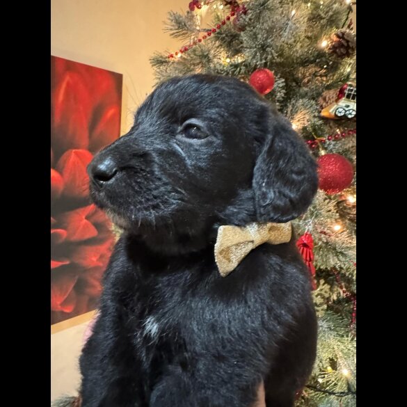 Labradoodle - Both
