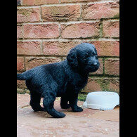 Labradoodle - Both