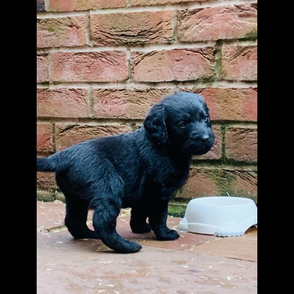 Labradoodle - Both