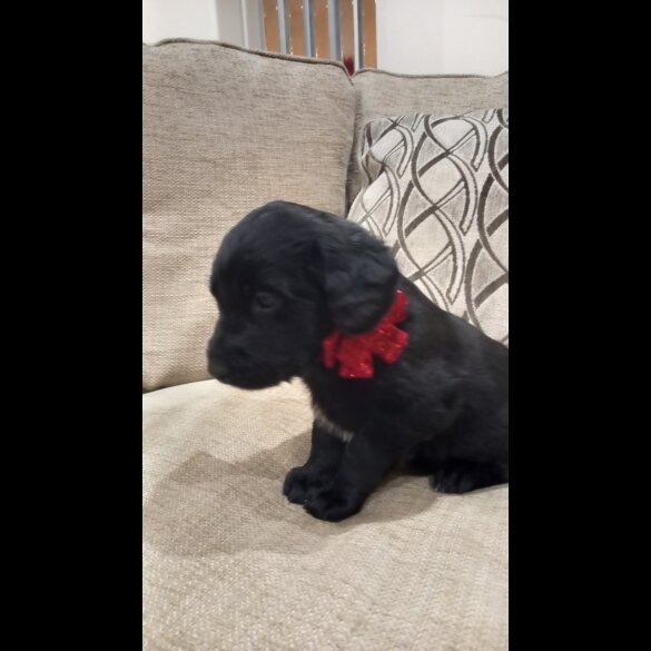 Labradoodle - Both