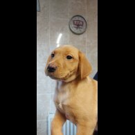 Labrador Retriever - Both