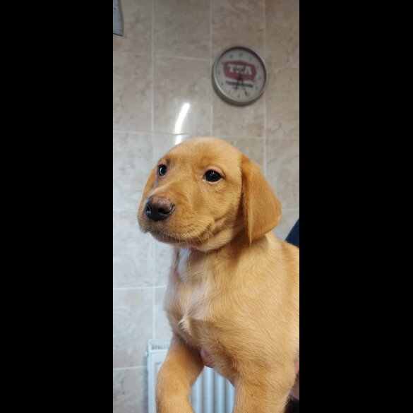 Labrador Retriever - Both