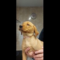 Labrador Retriever - Both