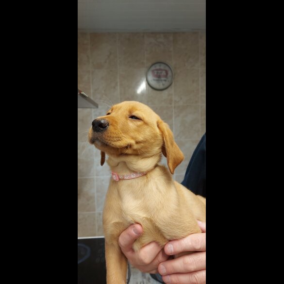 Labrador Retriever - Both