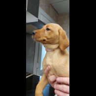 Labrador Retriever - Both