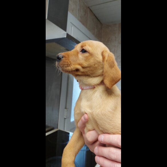 Labrador Retriever - Both