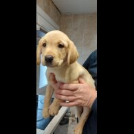 Labrador Retriever - Both