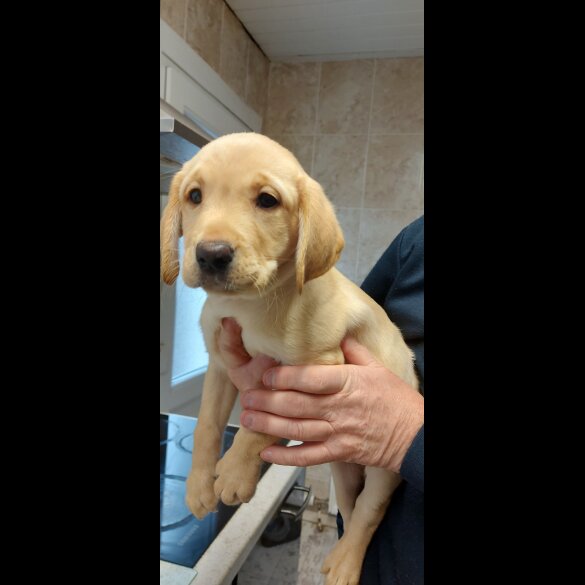 Labrador Retriever - Both