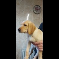 Labrador Retriever - Both