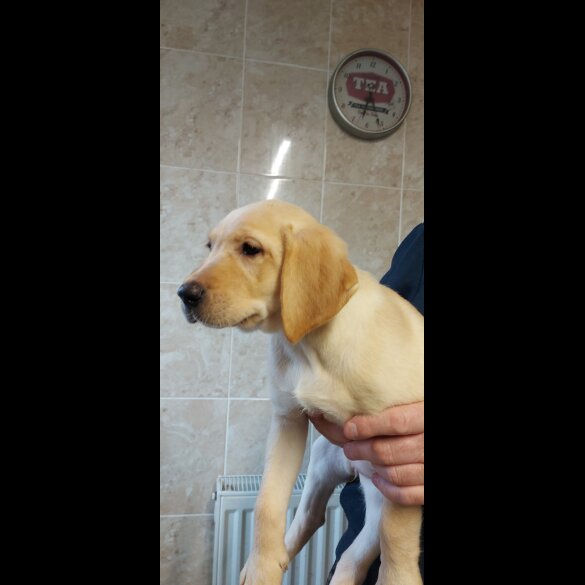 Labrador Retriever - Both