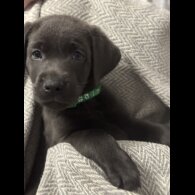 Labrador Retriever - Both