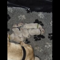 Labrador Retriever - Both