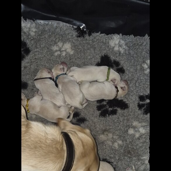 Labrador Retriever - Both