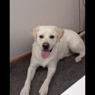 Labrador Retriever - Both