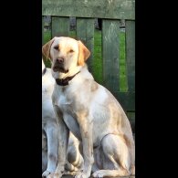 Labrador Retriever - Both